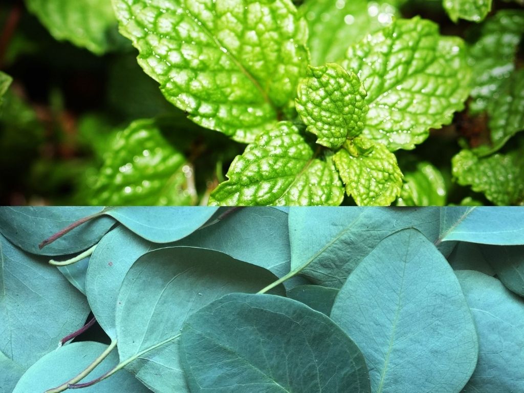 Peppermint and Eucalyptus: the perfect pair for your skin and hair