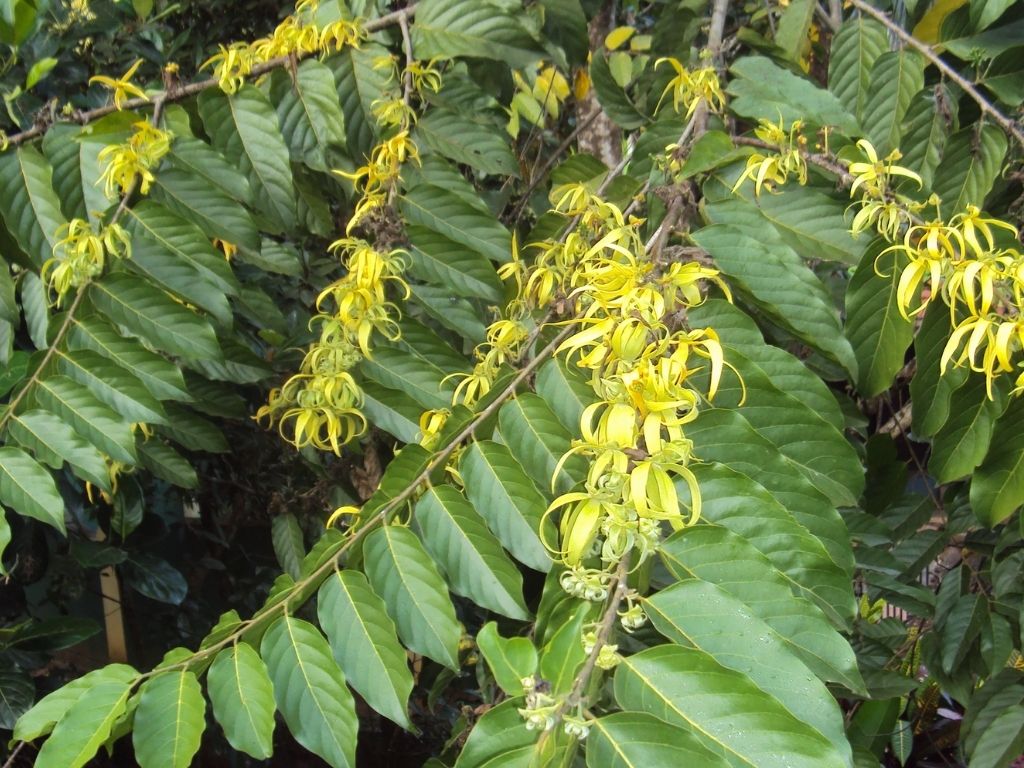 Why the ylang-ylang oil is good for your skin? Discover it here and how to use it