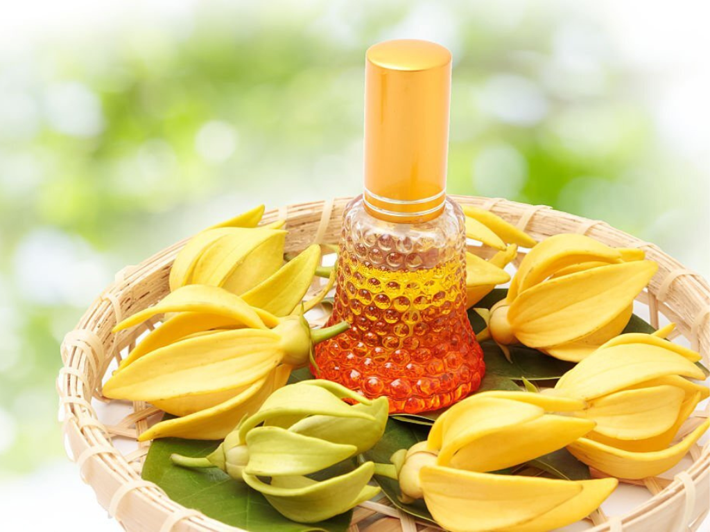 Ylang-Ylang: Here we tell you about some of its benefits for your beauty and well-being