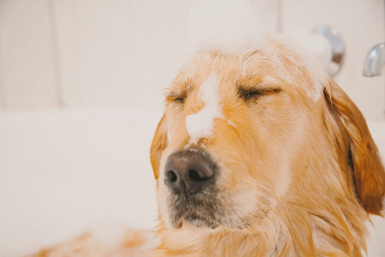 Do you want to keep your dog’s hair shiny and healthy? Here are 6 ways to do it